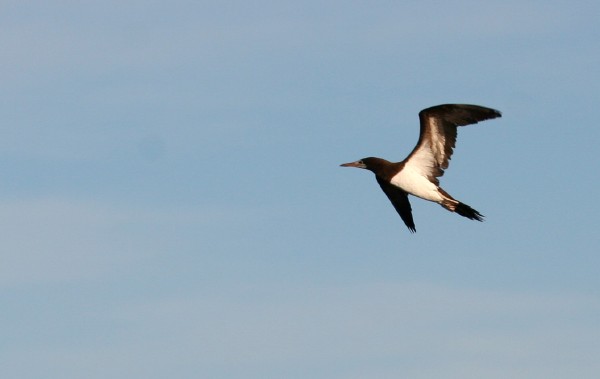 Brown Booby